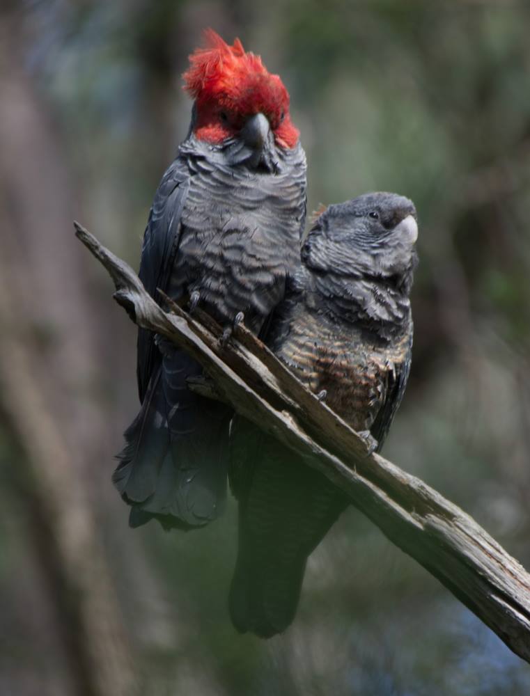 Gang-gang Cockatoos